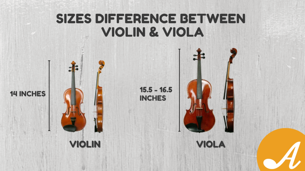 Size differences between a violin and a viola
